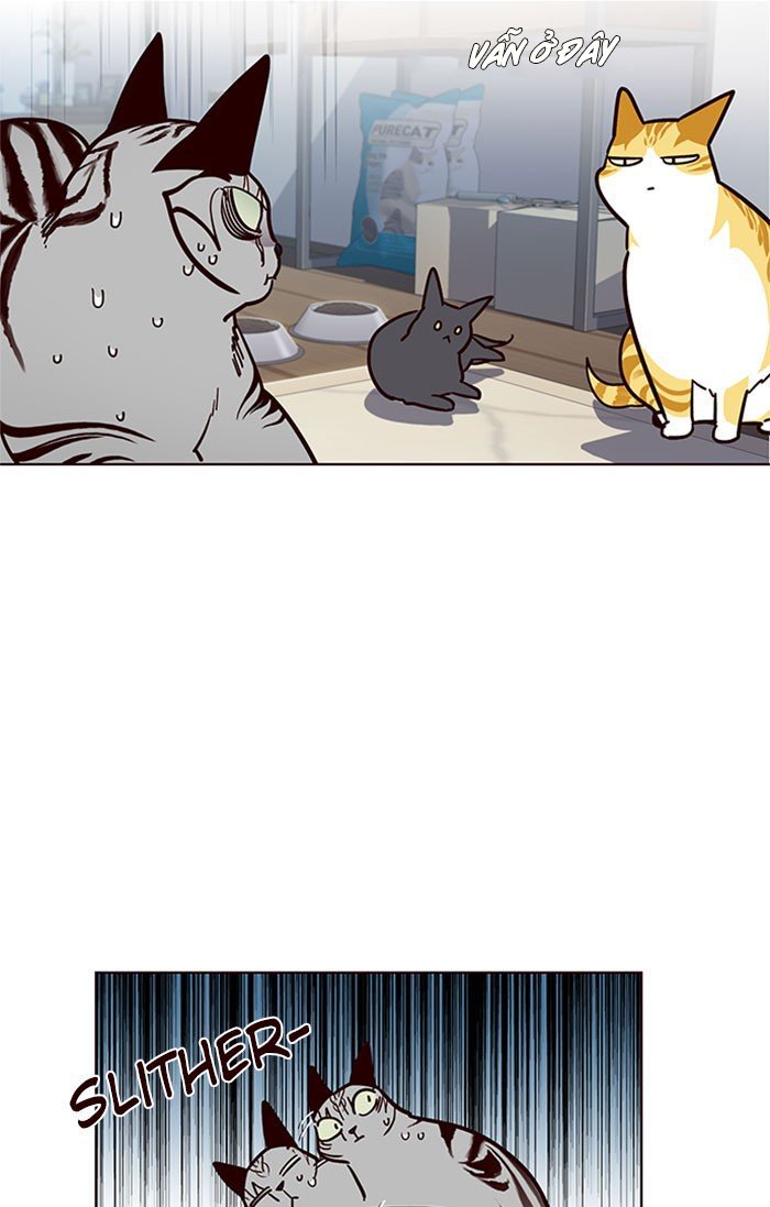 Đọc truyện Hoá thân thành mèo - Chap 37