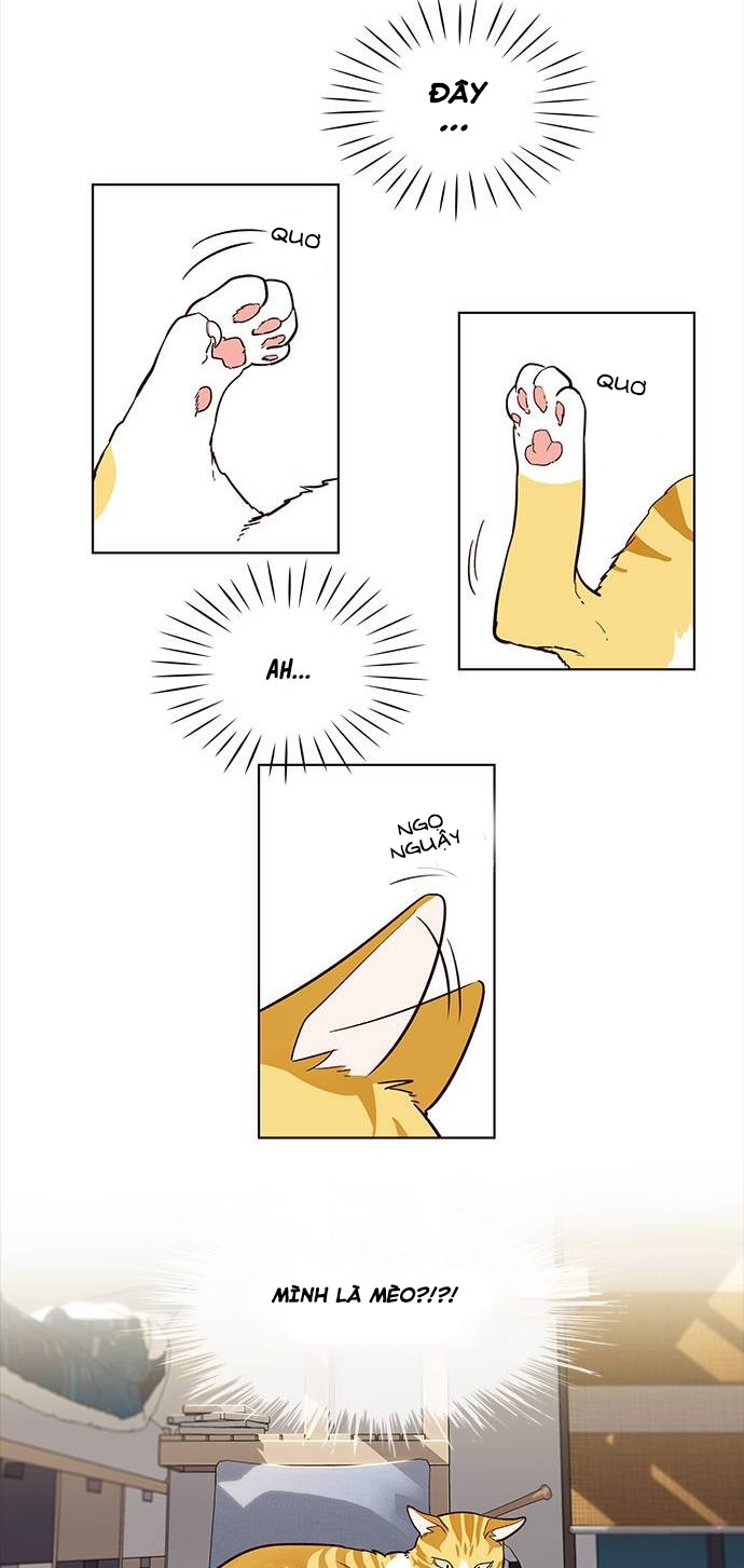 Đọc truyện Hoá thân thành mèo - Chap 1