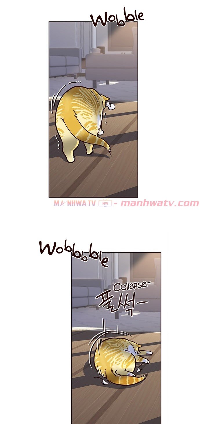 Đọc truyện Hoá thân thành mèo - Chap 11